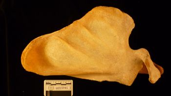 Media type: image;   Mammalogy 23182